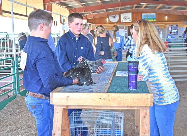 4-H round robin event